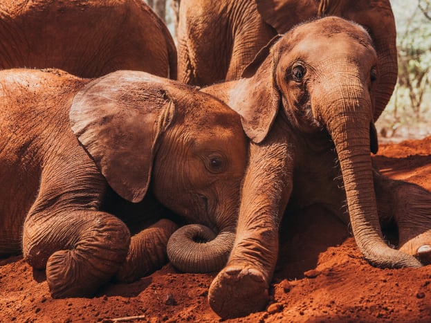 dswt-10.jpg